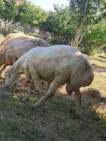 cins ineklerin satisi: Erkək, il: 1, 35 kq, Damazlıq, Ünvandan götürmə — 5