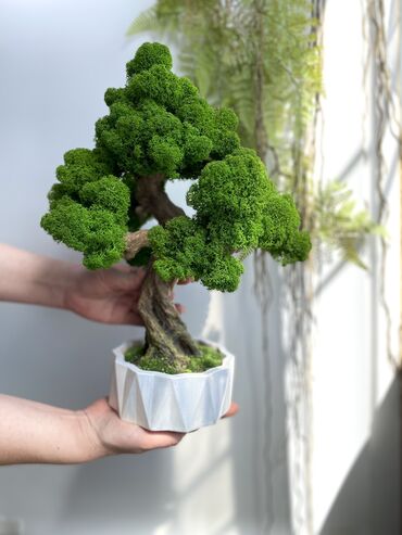 куплю дерево: Деревья-бонсай -это уникальные интерьерные композиции ручной работы