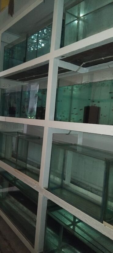 Akvariumlar: Dördbucaq akvarium, Balıqlarla birlikdə, 16 l, Ünvandan götürmə — 2