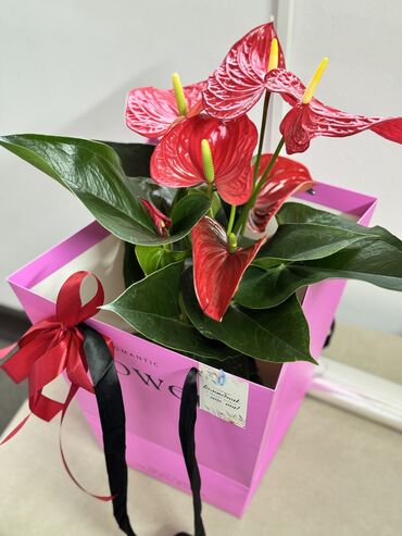 вид цветов: 🌿 Комнатные цветы — отличный подарок! 💐 Цена: всего 1000 сом 🎁