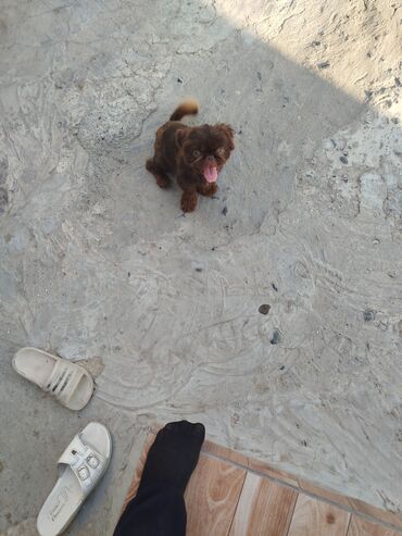 Gəmiricilər: Pekines, 6 ay, Erkek