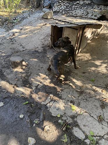отдам даром охотничью собаку: Собака даром: 2 года, Самка, С прививкой — 5