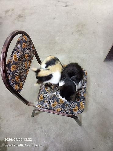 Pişiklər: Yaxşı əllərə — 5