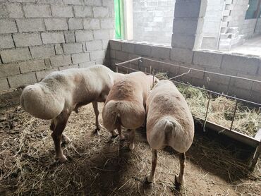 Сельхоз предприятия: Продаю Кошара, 800 соток, Действующий, С оборудованием — 3