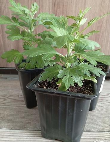 Хризантема: Продается хризантема мультифлора и корейская. Подростки. По 80 сом — 16