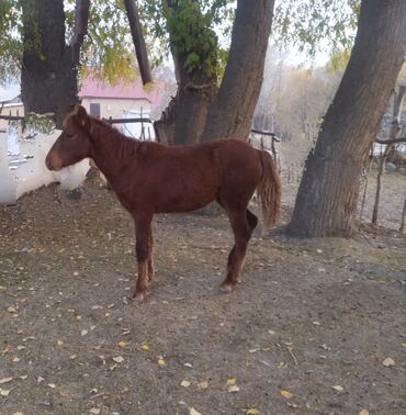 Лошади, кони: Продаю | Жеребенок | Полукровка | Рабочий — 2