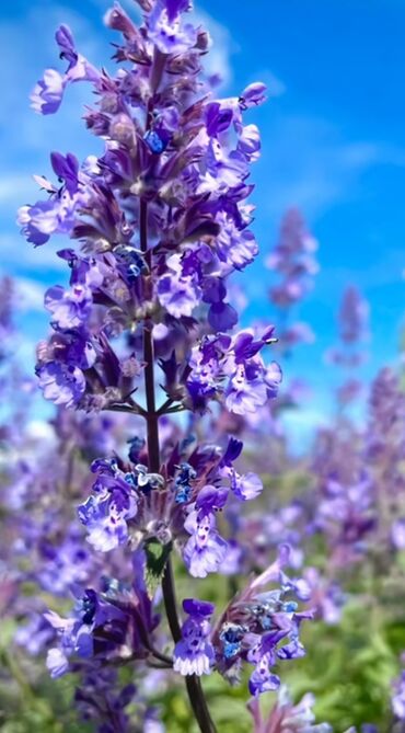 Tinglər: Lavanda (Lavandula) tingləri – ətirli, dekorativ və faydalı çoxillik — 1