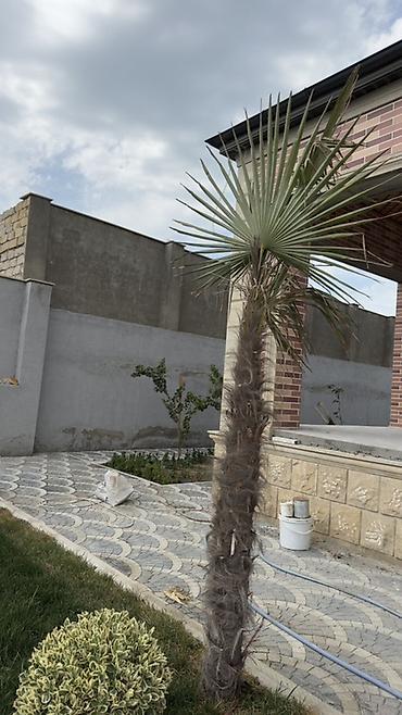 palma gülü: Dekorativ xurma/palma ağacı – fan formalı yarpaqlar - Növ: Fan — 1
