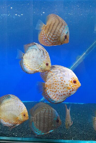 akvarium balıqlar: Yetkin diskuslar tecili satilir. 6-8-12 sm olculerde. 7 denedir. Evde
