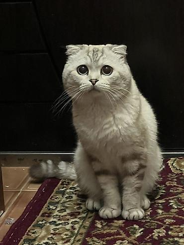 Şotland, Erkək, Cütləşmə üçün, Ünvandan götürmə