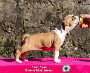 Psi: Odgajivacnica King of Montenegro predstavlja novo leglo i jedinstvenu — 10
