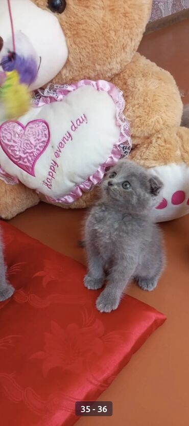 Pişiklər: Şotland yastı qulaq — 24