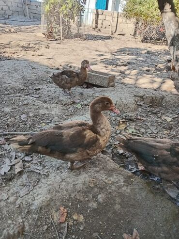 Коровы, быки: Самец, | Lal ordek, Для разведения, Самовывоз