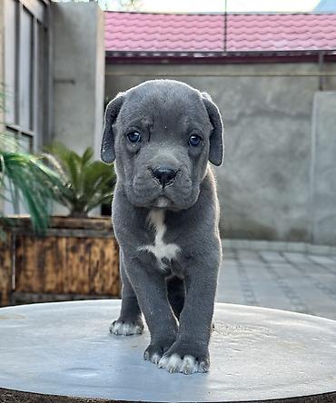 İtlər: Kane-Korso, 1 ay -da lalafo.az — 2 İtlər: Kane-Korso, 1 ay — 2