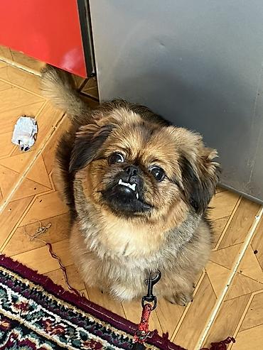 dekorativ dovşan: Pekinqlad (Pekingese) tipli kiçik ölçülü it – ev şəraitinə uyğun — 1
