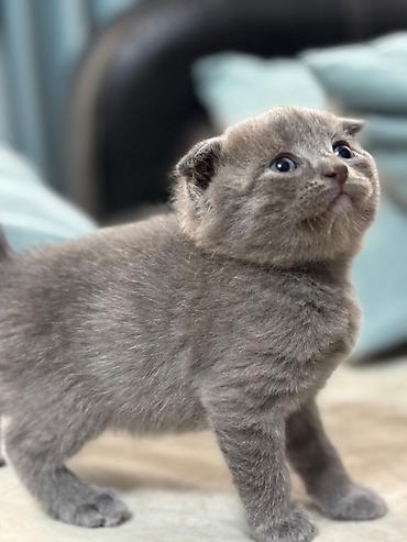 Pişiklər: Britan — 8