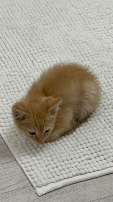 скворечник бишкек: Отдам котёнка в добрые руки 🐾 Малышу всего 2 месяца. Ласковый, игривый