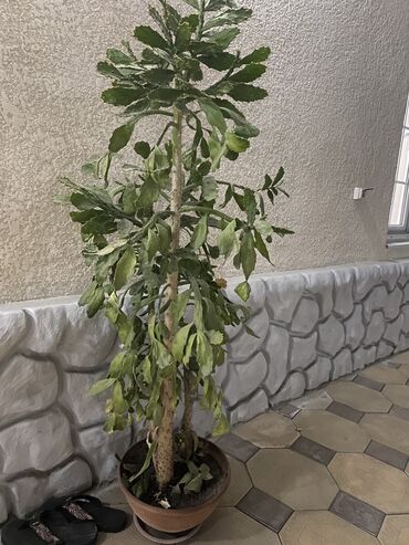 купить маленький аквариум: Продаю каланхоэ перистое за 3000 большое и 2000 маленькое За горшки