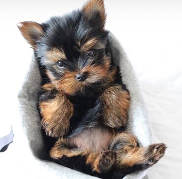 пудель карликовый цена: Йоркширский терьер, 1 месяц, Самец, С родословной, Бесплатная доставка