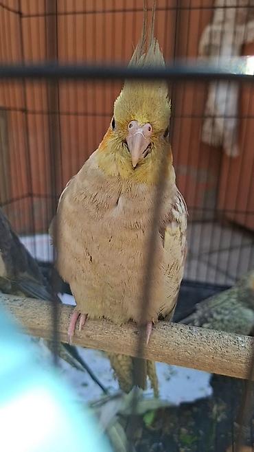 korella qus: Nimfa (Cockatiel) tutuquşu - Növ: Nimfa (Nymphicus hollandicus) – — 5