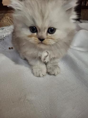 Pişiklər: Fars, Dişi, Ünvandan götürmə — 6