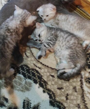 Pişiklər: Britan yastı qulaq, Erkək, Dişi, Yaxşı əllərə, Ünvandan götürmə, Pulsuz çatdırılma, Ödənişli çatdırılma — 47