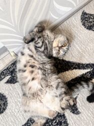 где можно купить шотландского вислоухого котенка: Скотиш Фолд (Шотландиялык шалпаң кулак), 4 жаш, Ургаачы, Боз, Бычылган