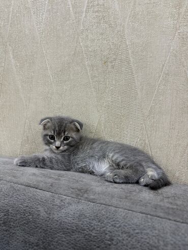 шотландский вислоухий котенок: Шотладская вислоухая, В добрые руки