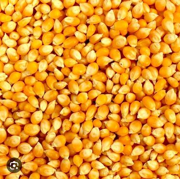 дробленая кукуруза: Куплю кукурузу сухую