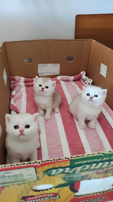 британский короткошерстный кот: "плюшевые" котята от красивых родителей. Готовы к бронированию. Будут — 7