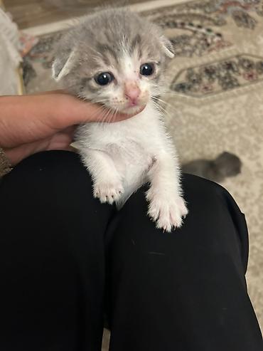 scottish fold satilir: Şotland yastı qulaq — 3