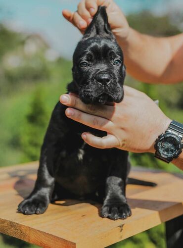 Psi: Postanite vlasnik jednog od naših vrhunskih Cane Corso štenaca — 14