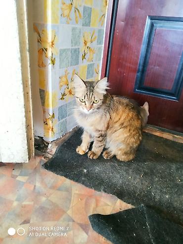 черепаха: Котята домашние, от красивой длинношерстной кошки-черепахи. На фото — — 7