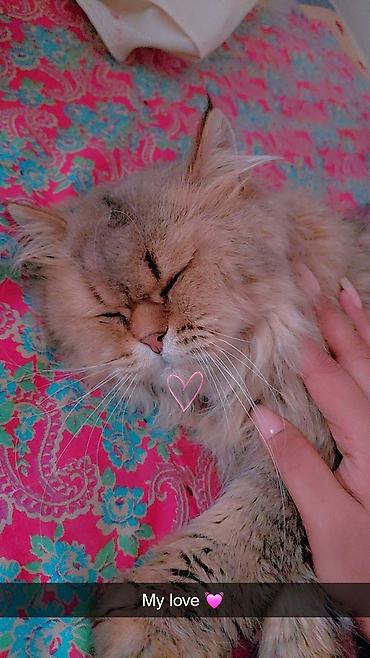 Продажа кошек: Сибирская, 2 года, Мальчик, Золотая шиншилла, Приучена к лотку, Проглистована, С прививками — 13