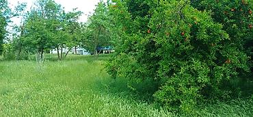 Bağ evlərinin satışı: Göyçay, 100 kv. m, 2 otaqlı, Hovuzsuz — 6