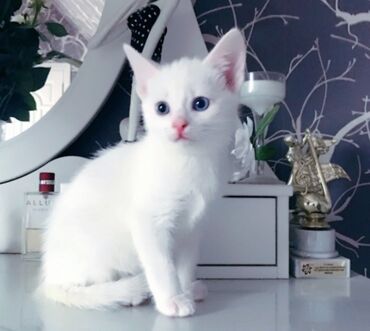 Продажа кошек: Ангорская, 2 месяца, Девочка, Белый