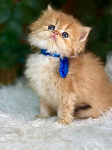 Pişiklər: Fars — 9