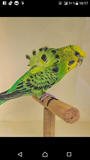 Tutuquşları: Yaponic cütü 70 azn — 1