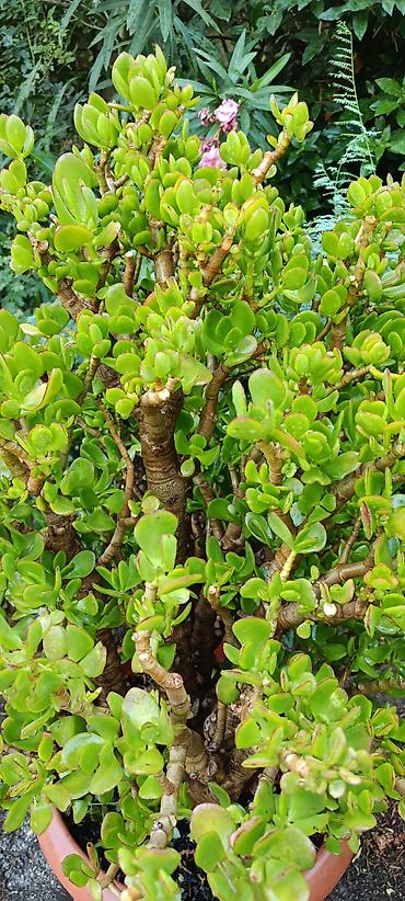 sakura agaci: Bitki: Crassula ovata (Pul ağacı, Jade Plant) – iri, çoxgövdəli nümunə — 3