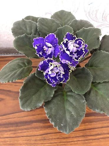 Фиалки и глоксинии: Продам! 1 Детки стандартных сортовых фиалочек. Цена за детку от 80 — 27