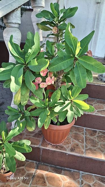 Бөлмө өсүмдүктөрү: Эуфорбия Милия (Euphorbia milii, «Корона Христа») в горшках. - — 1
