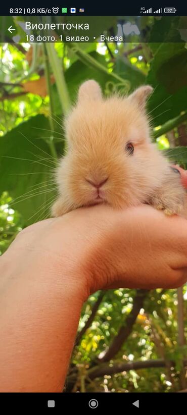 большой бассейн: Зайчики декоративные миники крольчата🐇🐇🐇 декоративные,маленькие