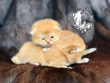 Продажа кошек: Скотиш Фолд (Шотландская вислоухая), 1 месяц, Мальчик, Золотая шиншилла, Приучена к лотку — 17