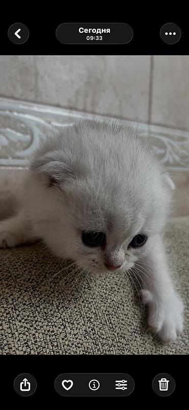 Pişiklər: Yaxşı əllərə — 17