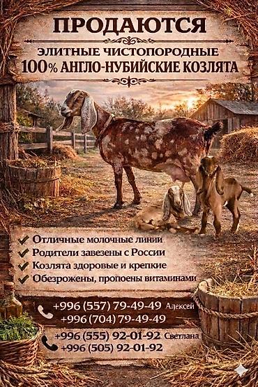 египетский кошка: Продаю | Козлёнок | Нубийская | Для разведения, Для молока — 1