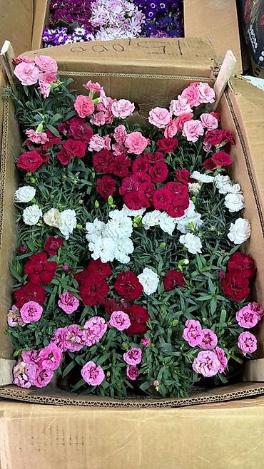 Герани и пеларгонии: Комнатные цветы в горшках — ассортименты расцветок - Цикламен — 6