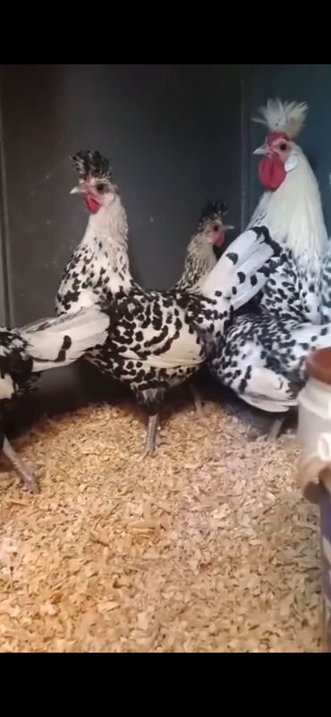 qubada kiraye evler 2018: Silver apanzeller yumurtayan 4 toyuq bir xoruz cemi qiymet 100 azn