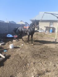 домики для птиц: Обмен на авто