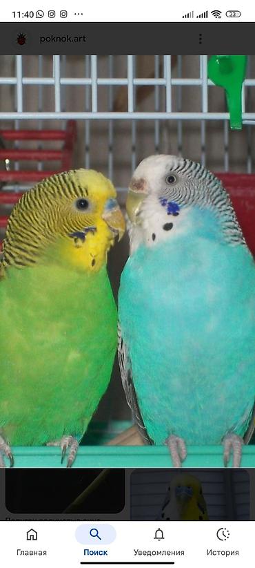 Птицы: Волнистые попугаи (пара) - Вид: волнистый попугай (Melopsittacus — 2