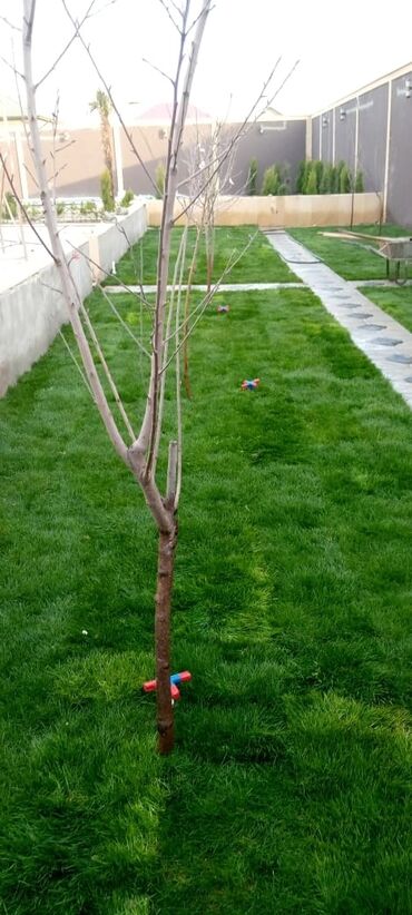 Toxumlar: Qazon sifarişi qəbul olunur yüksək keyfiyyətli danimarka toxumu ilə -da lalafo.az — 4 Toxumlar: Qazon sifarişi qəbul olunur yüksək keyfiyyətli danimarka toxumu ilə — 4